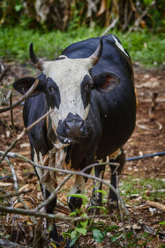 Farm animal in Mayotte