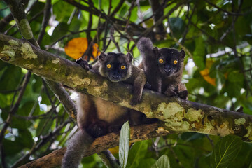 family of lemurs in Mayotte
