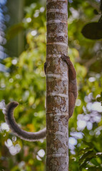 Family of lemurs in Mayotte