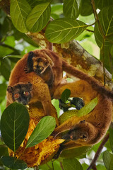 Family of lemurs in Mayotte