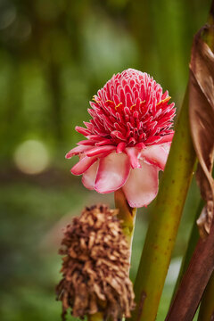 Flora and plants in Mayotte forest
