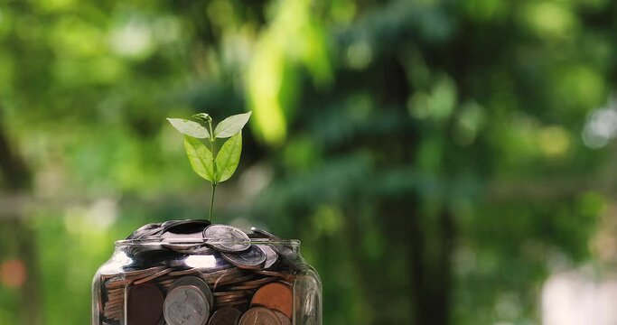  growth business and account banking for finance concept, Save money and growing of finance and money,young plants are growing in soil on seedling pot plate