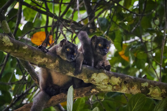 family of lemurs in Mayotte
