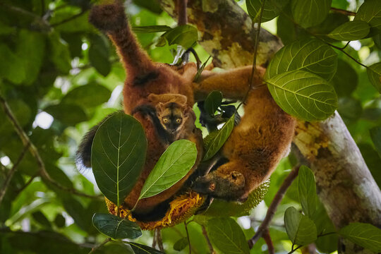Family of lemurs in Mayotte