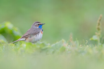 The beautiful Bluethroat on ground (Luscinia svecica)