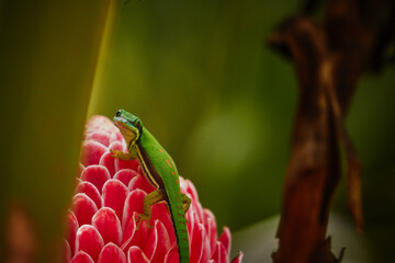 Green rare lizard in Mayotte forest