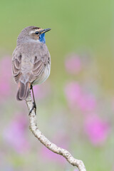 The wonderful Bluethroat among the pink flowers (Luscinia svecica)