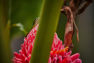 Green rare lizard in Mayotte forest