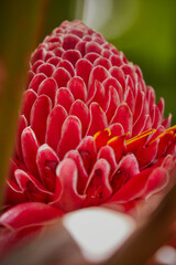 Flora and plants in Mayotte forest