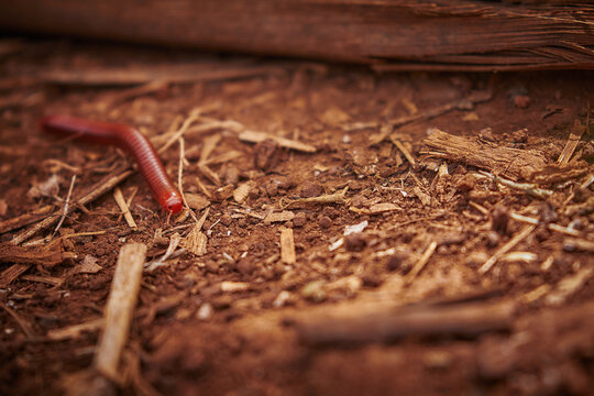 Earthworm in Mayotte forest