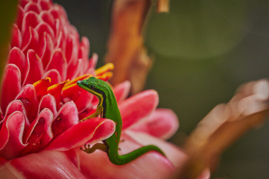 Green rare lizard in Mayotte forest