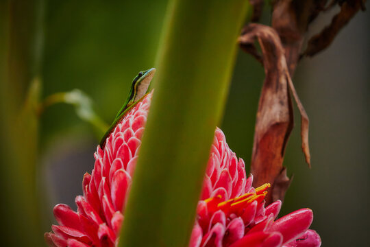 Green rare lizard in Mayotte forest