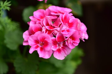 pink and white flower