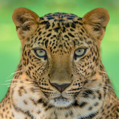 Portrait of Leopard looking straight at viewer