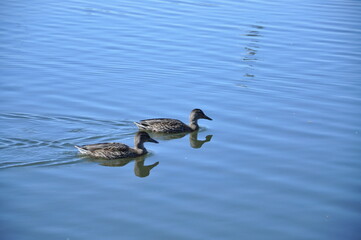 ducks on the lake