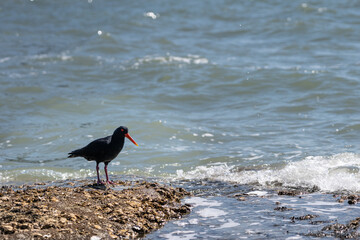 Variable oyster catcher looking for food