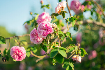 
Blooming rose in the early morning on a natural blurred background