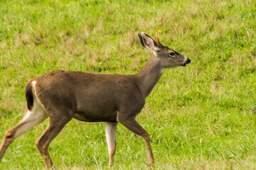 Naklejka na ściany i meble young deer (Cervidae cervus) walking in a field