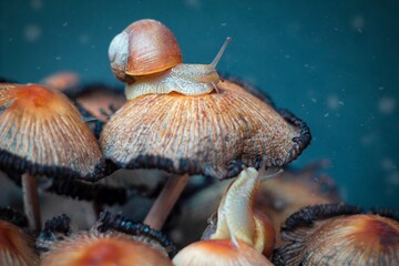 Two grape snails eat mushrooms 