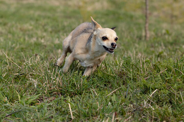 Beige Chihuahua. Lovely chihuahua breed dog in nature. Little funny beige dog.