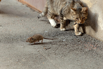 The mouse runs away from the cat. The cat catches up with the mouse. Cat and mouse. Mouse hunting. The cat is on the hunt.