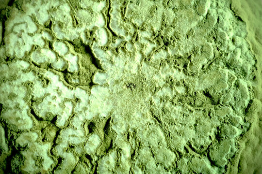 Green mold macro image. Rotten orange view. Molding fruit. Green mold texture