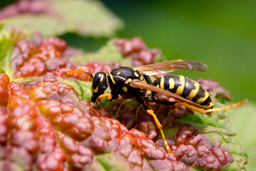 wasp on sick leaf of currant