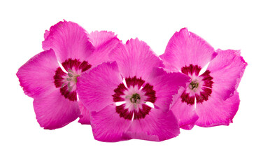 perennial carnation flowers isolated
