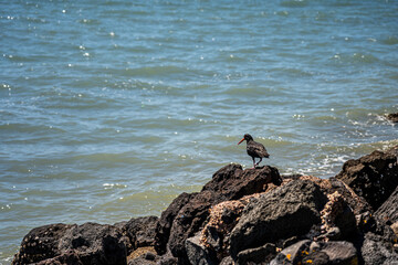 Variable oyster catcher looking for food