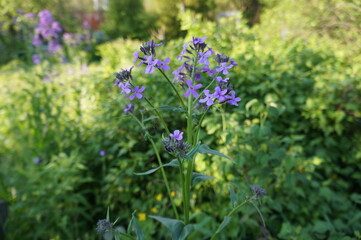 Wild small lilac flowers on a blurred background of green bushes