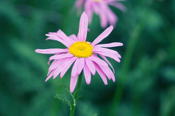 Obraz premium pink cosmos flower in garden