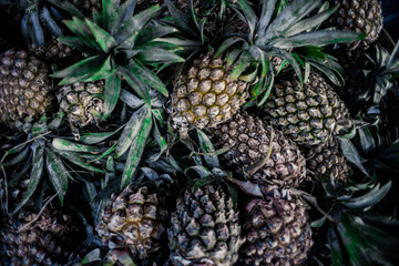 pineapple pile of young green pineapple against a pineapple background