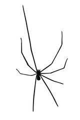 Daddy long legs spider vector silhouette isolated on white background. (Phalangium opiliones)