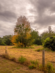 Autumnal Field in Vertical Mode