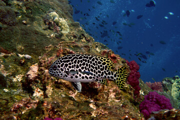 Diving photography of a black spotted Sweetlip Fish

