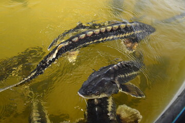 fish, fish on water, sturgeon, piranhas, fish,