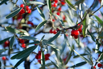 ate, tree, leaf tree, berries, spring, apple fruits,