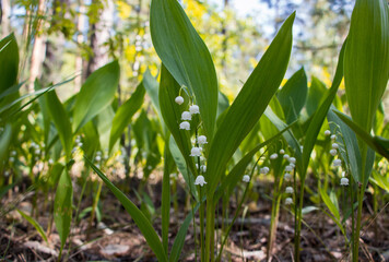 spring flowers in the grass