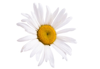 daisy flower isolated o
