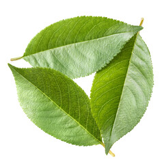 Close-up of juicy green leaves, isolated on white background