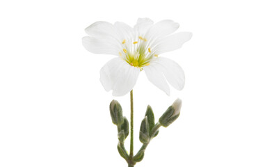 Fototapeta premium white flower isolated
