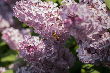 bee on purple lilac flowers