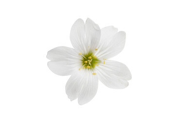 white flower isolated