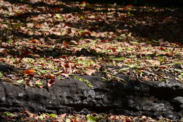 autumn leaves on the ground