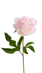 Obraz premium peony flower isolated