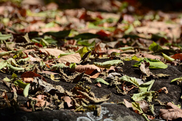 autumn leaves on the ground