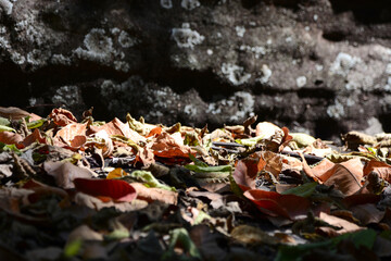 autumn leaves on the ground