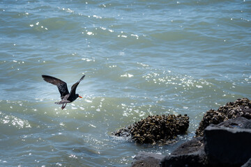 Variable oyster catcher looking for food