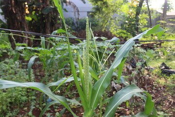 Corn tree flowers that begin to grow into fruit.Lush green corn trees in the garden.