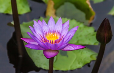 Lotus flower on background of water and leaves